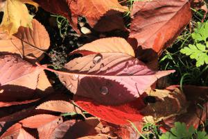 3-Heinemann-Guenther-Herbstlaub