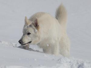 4-Heinemann-Guenther-Schneehund